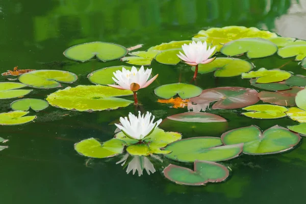 Lotus Blooms Pond Wild Forest — Stock Photo, Image