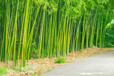 Bambu çalılıkları parkta yürüyüş yolu boyunca uzanıyor.