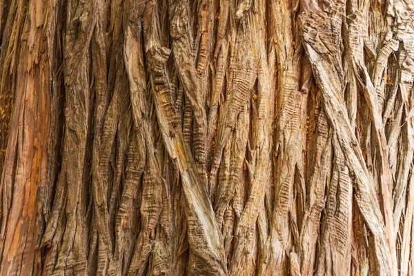 Casca Uma Árvore Centenária Perto Textura — Fotografia de Stock
