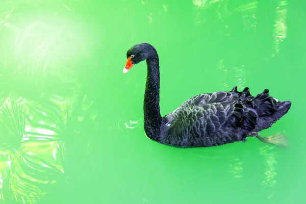 Чорний Лебідь Тропічному Ставку Зеленою Бірюзовою Водою — стокове фото