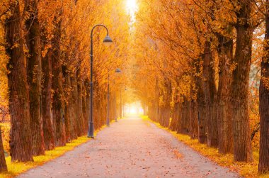 Sonbahar sokağı kavak ve sokak lambalarıyla yürüyüş yolu boyunca, ışıklı tünel