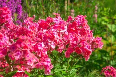 Kırsal bir bahçede çiçek tarhında pembe bir fenomen.