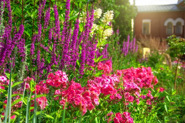 Flox Vermelho Rosa Canteiro Flores Jardim Rural — Fotografia de Stock