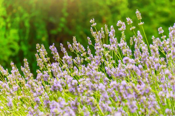 Lavender Flowers Aroma Oil Mountains Alps Summer Sunny Day Close — Stock Photo, Image