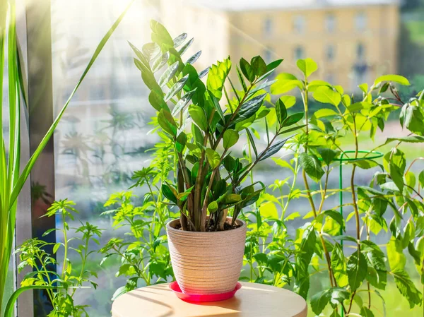 Zamioculcas Planta Una Maceta Sobre Una Mesa Invernadero Verano Apartamento —  Fotos de Stock