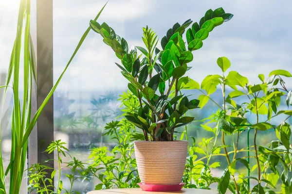 Zamioculcas Planta Maceta Sobre Una Mesa Invernadero Verano Apartamento Residencial —  Fotos de Stock