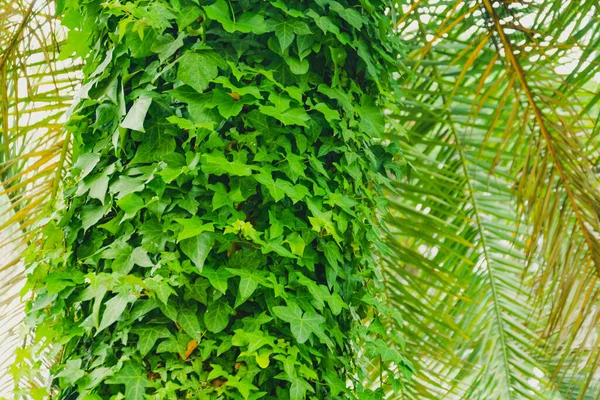 Sarmaşık Çalılıkları Tropik Bir Palmiye Ağacının Gövdesinde — Stok fotoğraf
