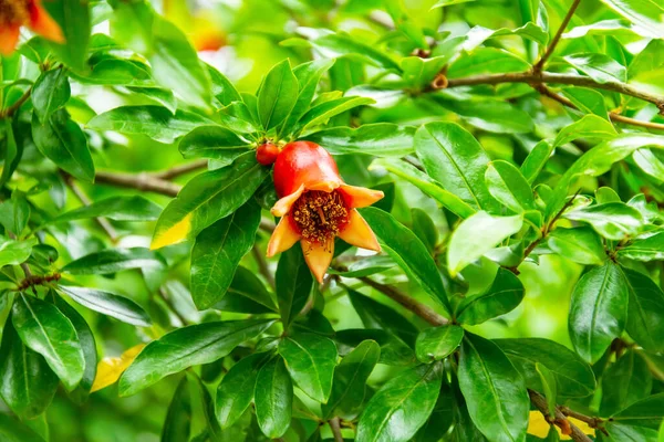 Blooming red scarlet red of the future pomegranate fruit on a tree branch — Stock Image Blooming Red Scarlet Red Future Pomegranate Fruit Tree Branch Royalty Free Stock Photos