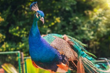 Tavuskuşu subtropikal parka yaklaşıyor.