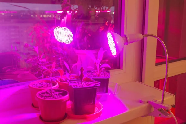 Plnospektrální Fytolampa Červených Modrých Barev Osvětluje Místnosti Rostliny Během Zimního — Stock fotografie