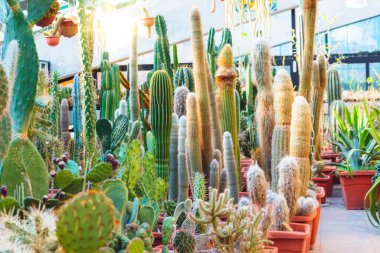 Serada uzun uzun kaktüsler var.