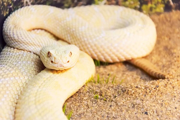 Serpiente Cascabel Blanca Durante Cacería Lista Para Lanzar Víctima — Foto de Stock