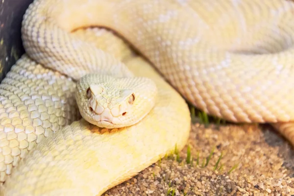 Serpiente Cascabel Blanca Durante Cacería Lista Para Lanzar Víctima — Foto de Stock