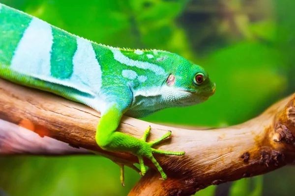 Смугаста Зелена Ящірка Дереві Лісі — стокове фото
