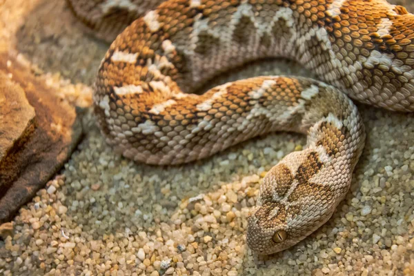 Serpiente Venenosa Arena Las Zonas Desérticas — Foto de Stock