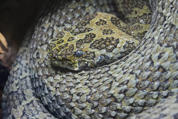 Serpente Velenoso Sulla Sabbia Delle Zone Desertiche — Foto Stock