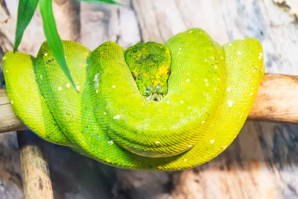 Python Verde Del Árbol Enrollado Una Rama Morelia Viridis — Foto de Stock