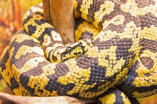 Python Alfombra Con Colores Amarillo Negro Arena Las Zonas Desérticas — Foto de Stock