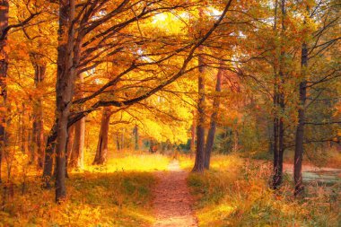 Yüzyıllık meşe ağaçlarının güneşli bir günde dallarını açtığı sonbahar ormanı.