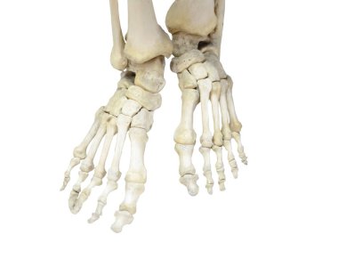 Bir çift insan bacağı, ayak ve ayak kemikleri iskeleti, ayak bileği, topuklar. Beyazda izole edilmiş