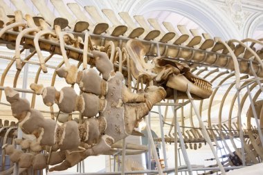 Hayvan iskeletinin üzerinde katil balina yüzgeci kemikleri