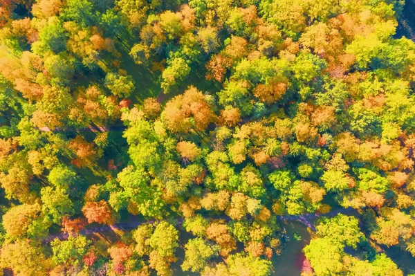 Beautiful Autumn Park Dense Forest Aerial View — Stock Photo, Image