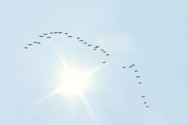 ガチョウの渡り鳥の群れは 南へのくさびの形で飛んで 冬は秋です 空には明るい太陽がある — ストック写真