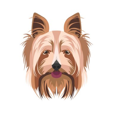 İllüstrasyon Yorkshire Terrier