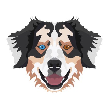 İllüstrasyon Avustralya Çoban