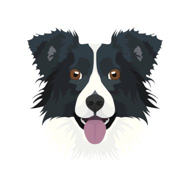 Bordercollie01