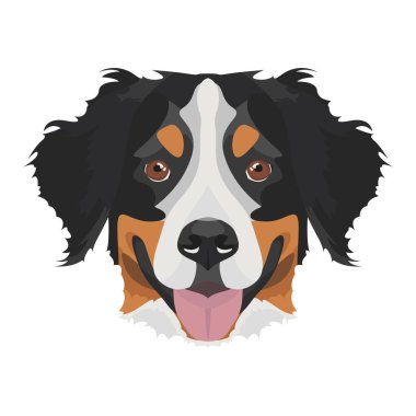 İllüstrasyon Bernese Dağ Köpeği