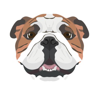 İllüstrasyon İngilizce Bulldog