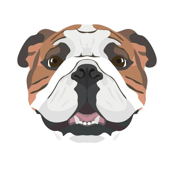Illustration English Bulldog — Stock Vector