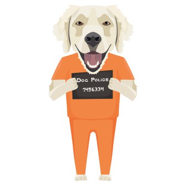 Mugshot hapishane giysi köpek Golden Retriever 