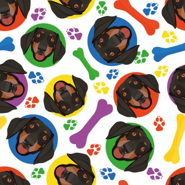 Renkli ve eğlenceli dachshund