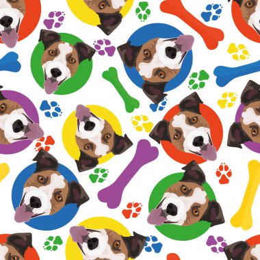 Renkli ve eğlenceli Jack Russell Terrier 