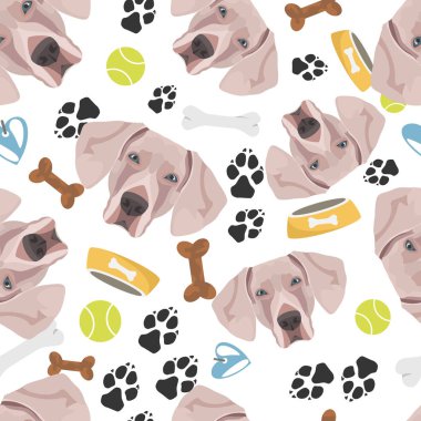 Gülümseyen Köpek Weimaraner