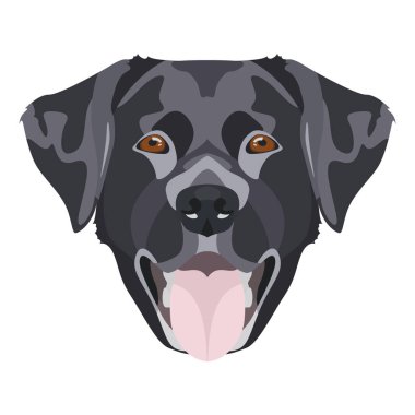 Gülümseyen siyah Labrador Retriever