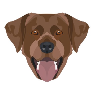 Gülümseyen çikolata renkli Labrador av köpeği.