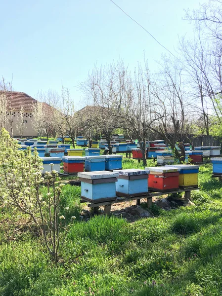 Foto Colorati Alveari Legno Nel Giardino Verde Nella Giornata Sole — Foto Stock