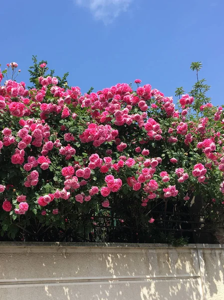 Foto Belas Flores Rosas Rosa Frescas Com Céu Azul — Fotografia de Stock