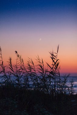 silueti otlar günbatımı zaman temiz su ile güzel deniz manzarası ile yakın çekim fotoğraf