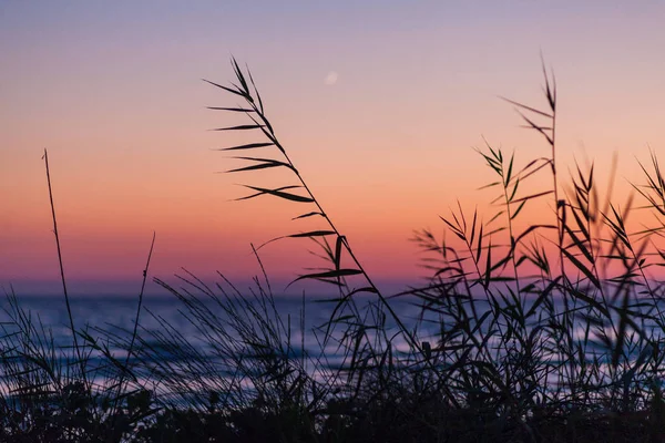 silueti otlar günbatımı zaman temiz su ile güzel deniz manzarası ile yakın çekim fotoğraf