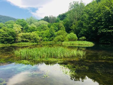 Yeşil orman ile açık vahşi Gölü