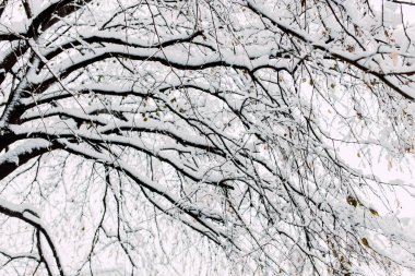 Karla kaplı ağaç dalları