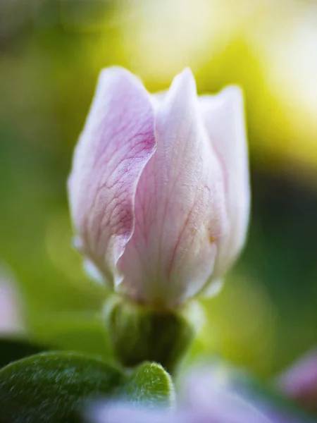 Růžový Květ Kdouloně Stromu Západu Slunce Paprsky — Stock fotografie