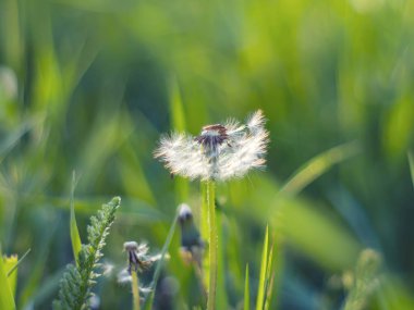 Karahindiba kabarık alanında