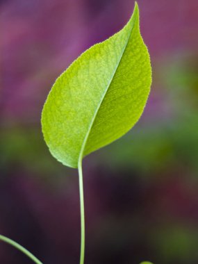 Yeşil yaprak bir pembe bir arka plan ve beyaz