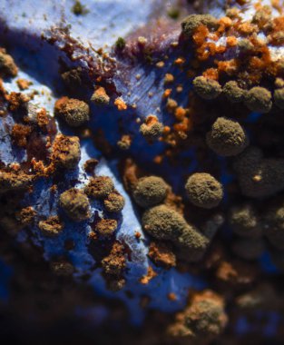 Bright kalıp meyve ve mavi