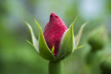 Yabani gül bud ve kırmızı